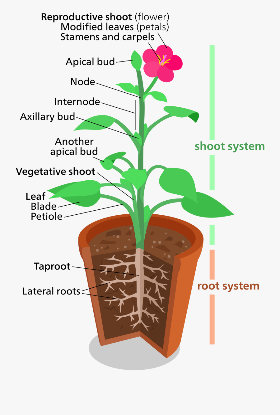 Clip Art Images Of A Plant - Plant Structure, Transparent Clipart