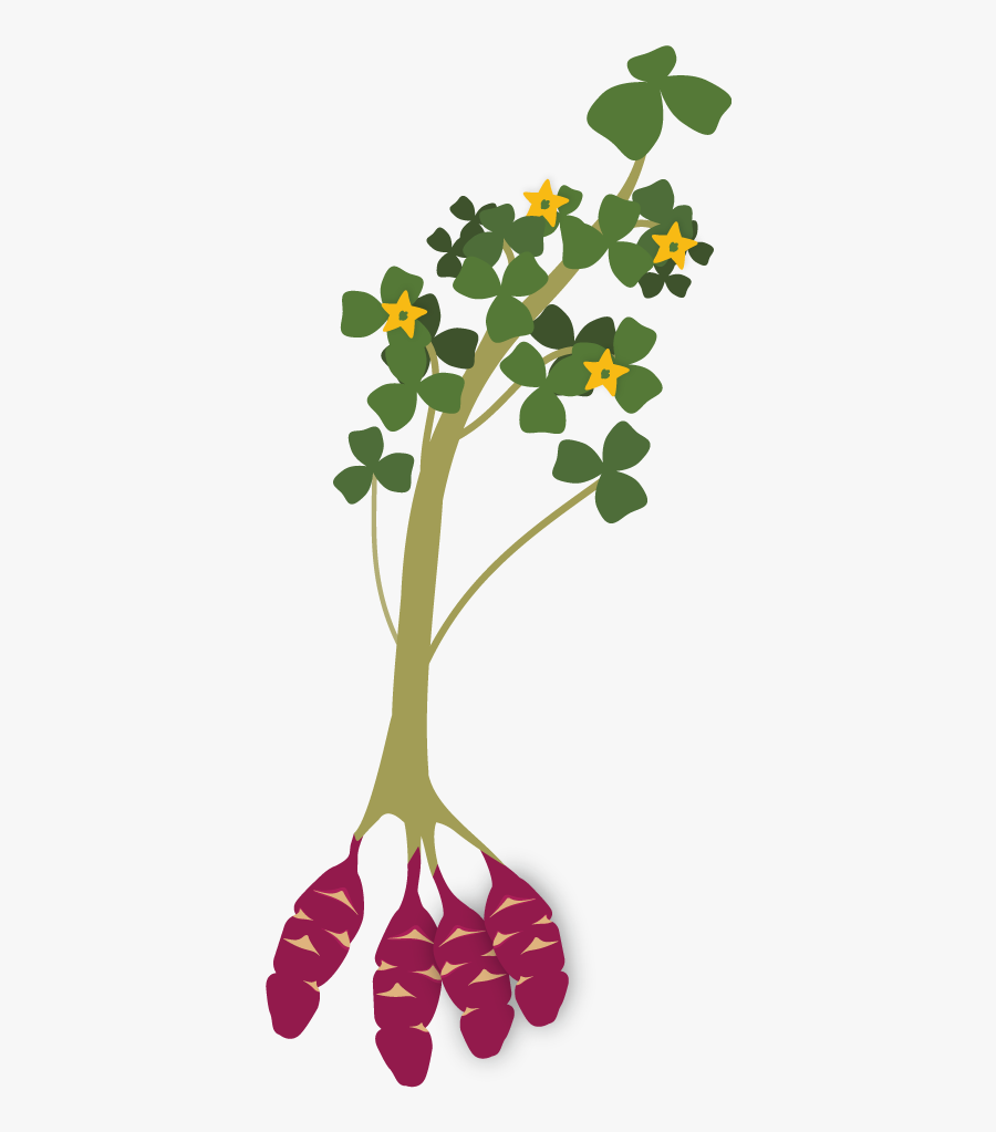 How To Grow Oca - Planta De La Oca, Transparent Clipart