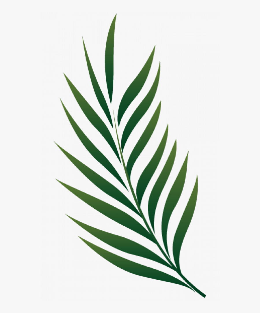 Draw A Palm Leaf, Transparent Clipart