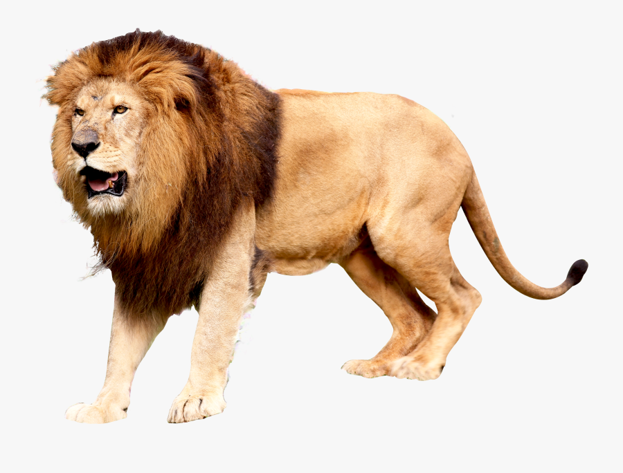 Transparent Background Lion Png, Transparent Clipart