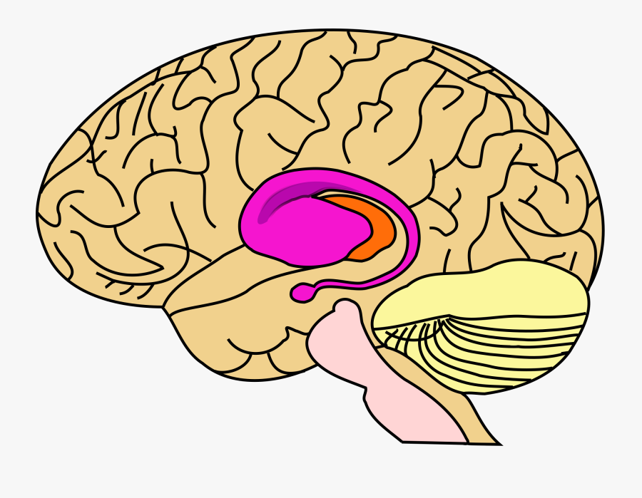 Corticobasal Degeneration Cbd, Transparent Clipart