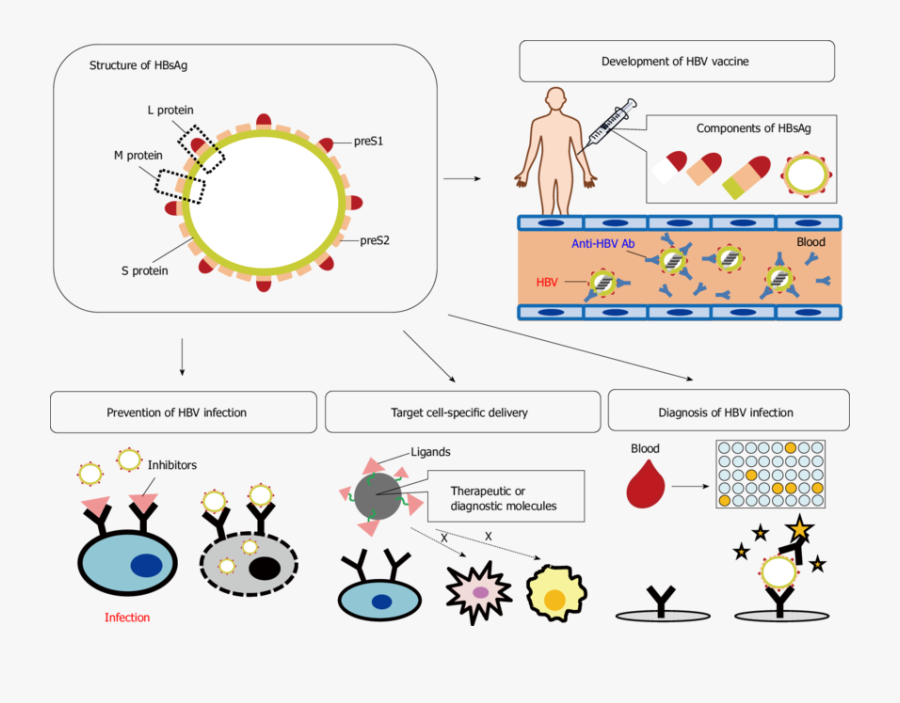 Disease Clipart Hepatitis B Vaccine - Hepatitis B Surface Antigen, Transparent Clipart