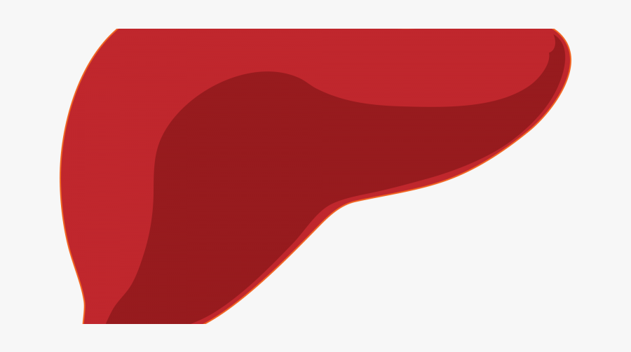 Fatty Liver Disease Financial Tribune - Liver Clipart, Transparent Clipart