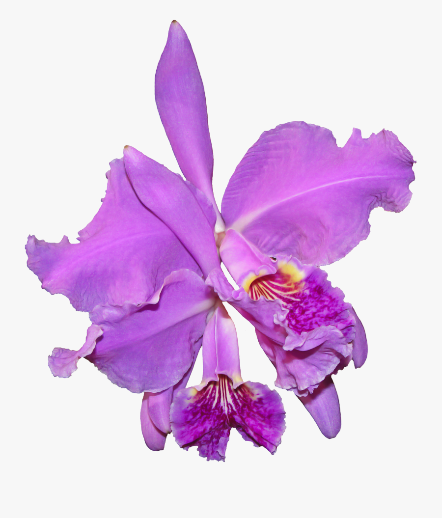 Purple Orchid Png - La Orquidea Png, Transparent Clipart
