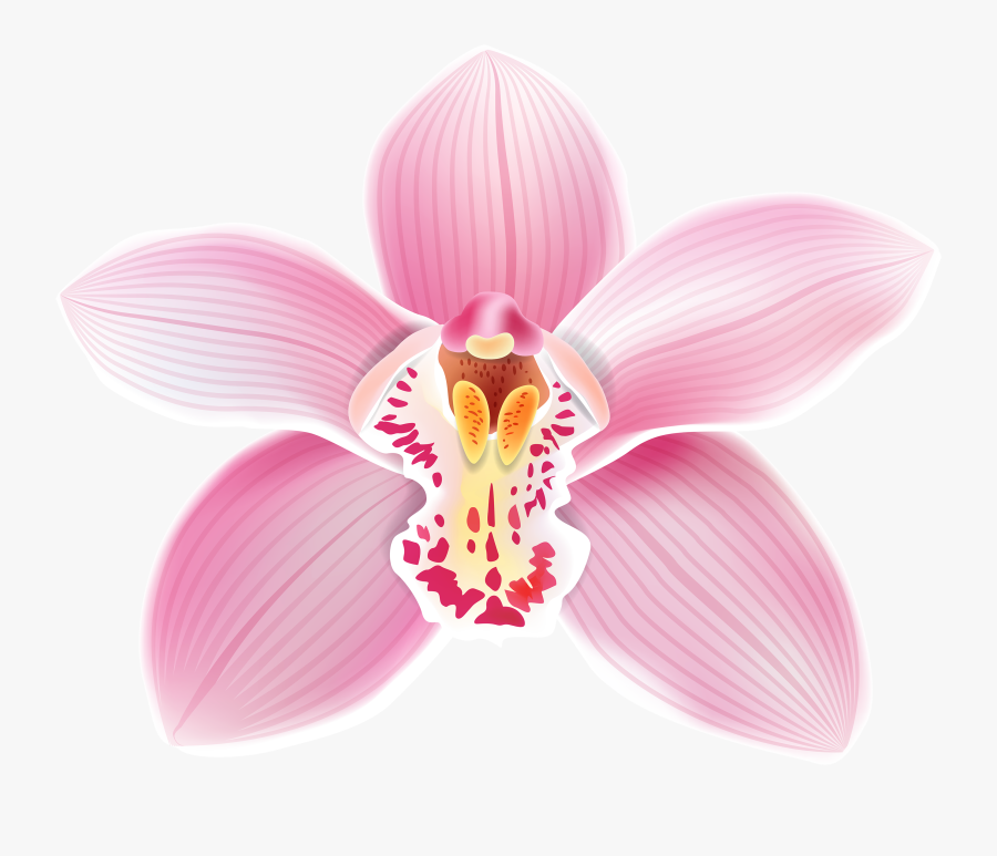 Pink Orchid Png Clipart - Orchid Clipart, Transparent Clipart