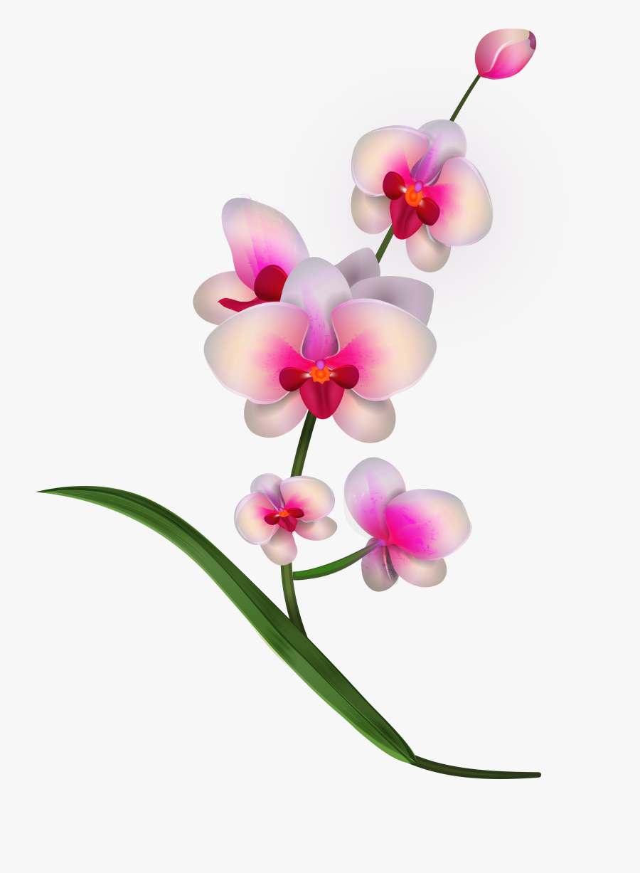 Pink Orchids Png Clipart Transparent Png , Png Download - Orchid Clipart, Transparent Clipart