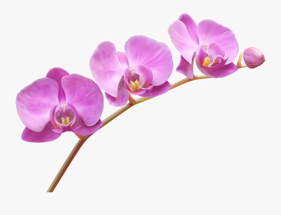 Clip Art Clipart Of Orchids - Transparent Background Orchids Clipart, Transparent Clipart