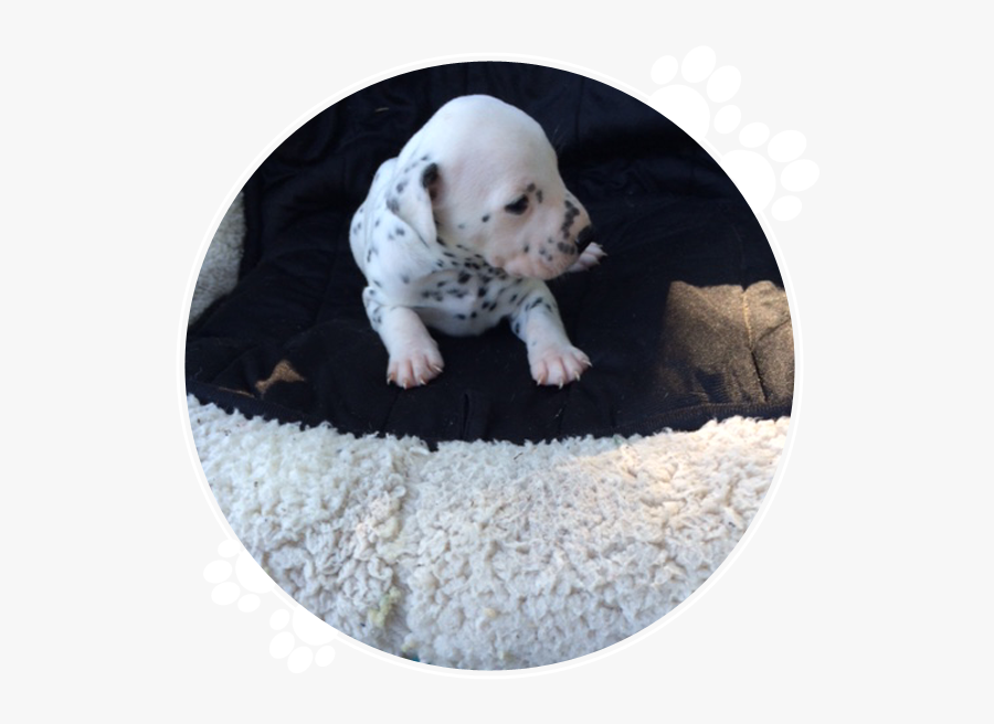 Clip Art Purebred Dalmatian - Dalmatian, Transparent Clipart