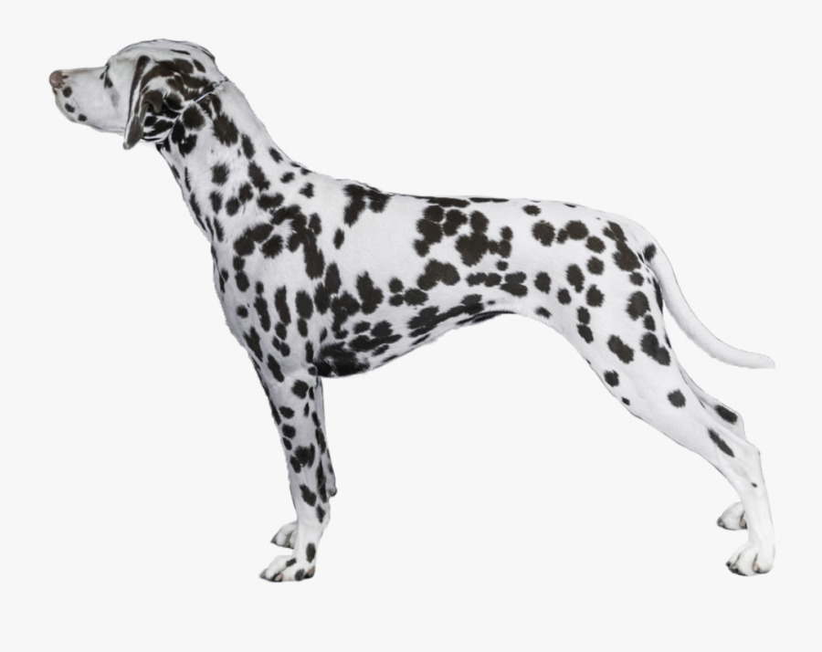 Transparent Dalmatian Png - Dalmatian, Transparent Clipart