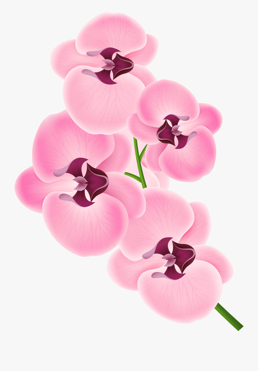 Pink Orchid Clipart Png Transparent Png , Png Download - Orchid Clip Art, Transparent Clipart