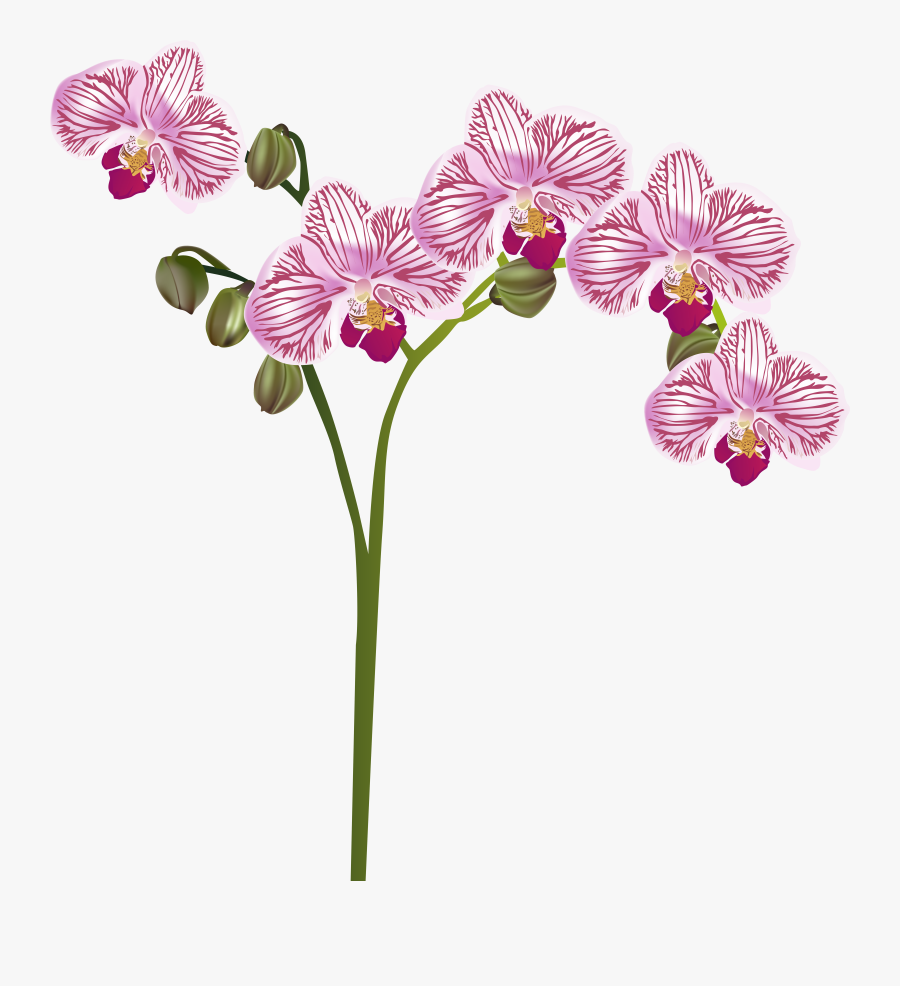 Orchid Flower Free Clipart, Transparent Clipart