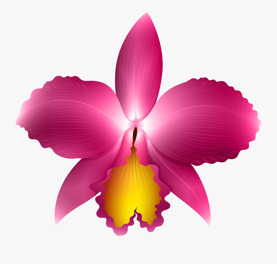 Clipart Frames Orchid - Clip Art Orchid, Transparent Clipart