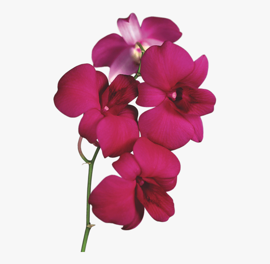 Transparent Red Orchid Png Clipart - Orchid Flowers Clipart, Transparent Clipart