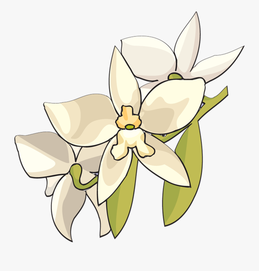 Orchid Flower Clip Art - White Orchid Flower Clip Art, Transparent Clipart