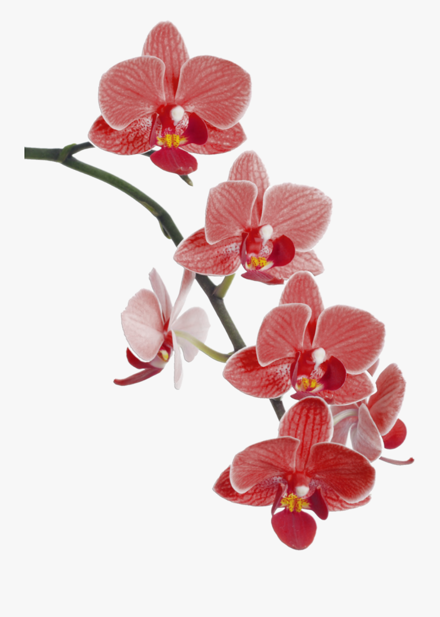 Flower Cypripedium Waling-waling Popular Orchids Orchid - Red Orchid Png, Transparent Clipart