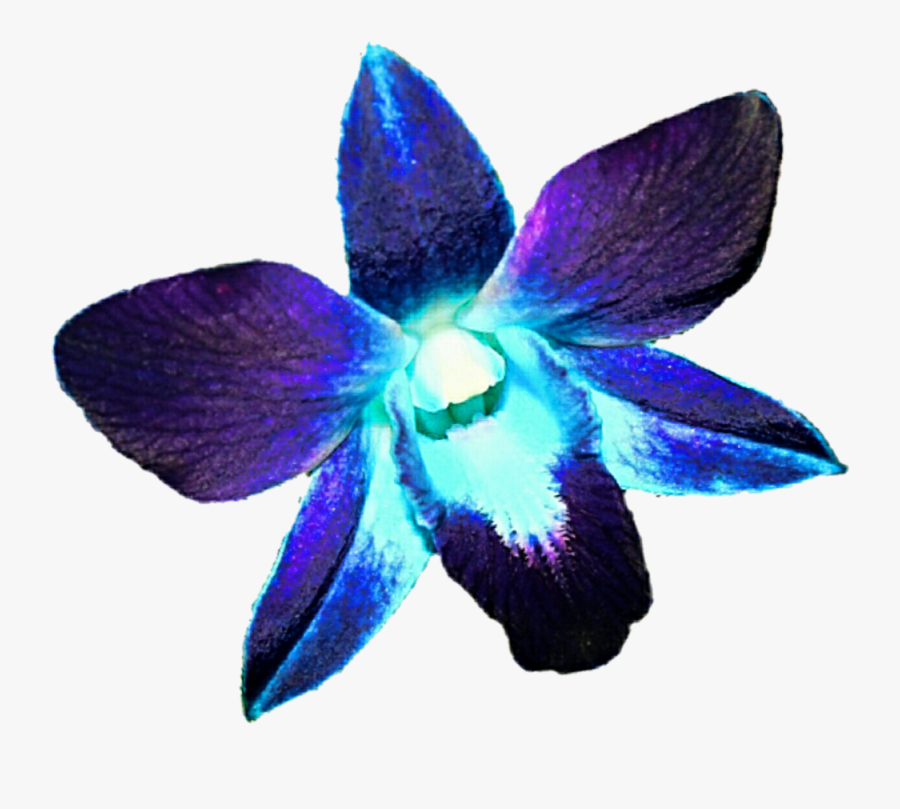 Orchid Clipart Deep Blue, Transparent Clipart