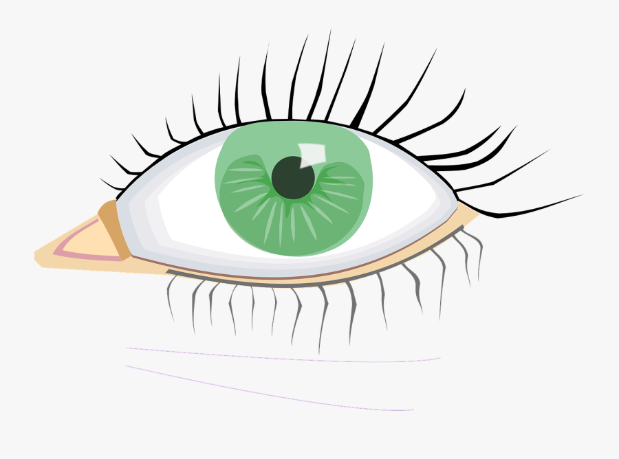 Eye, Green, Organ, Human Body, Eye Lashes, Black, Young - Eye Clip Art, Transparent Clipart