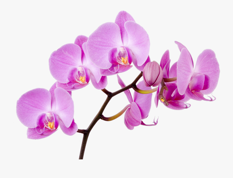 Moth Flower Orchid Boat Orchids Free Transparent Image - Flower Orchid, Transparent Clipart
