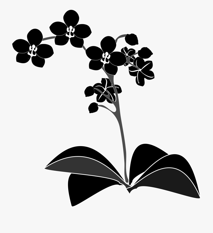 Orchid Clipart Black And White , Png Download - Orchid Black And White Clipart, Transparent Clipart
