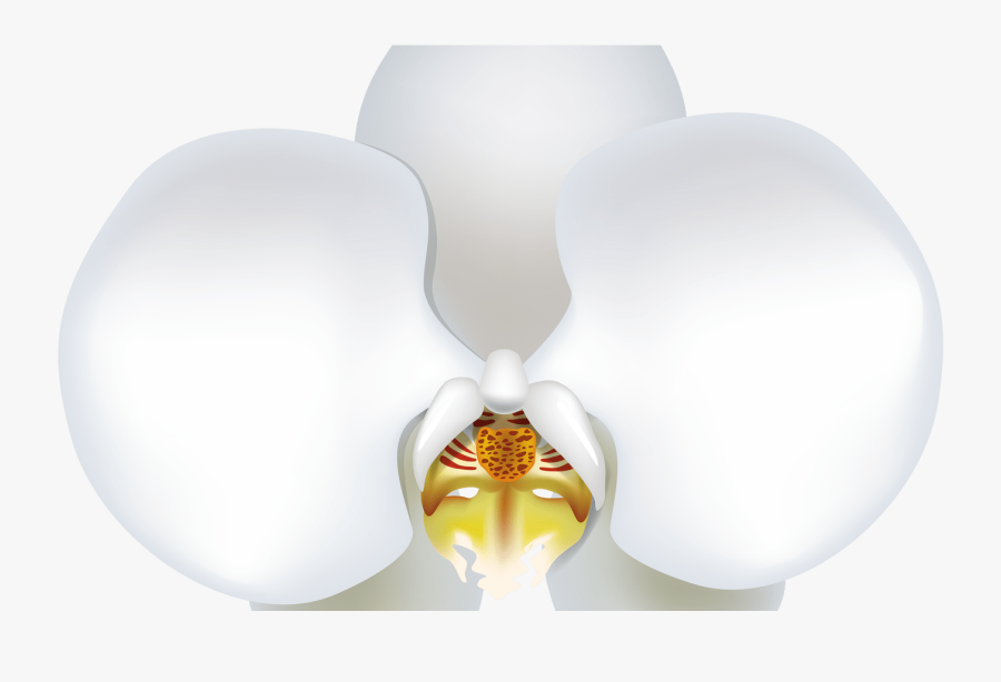 White Orchid Png Clipart Best Web Clipart - White Orchids Flower Png, Transparent Clipart