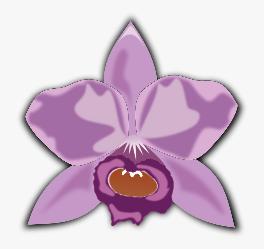 Pink,plant,flower - Cattleya Orchid Clipart, Transparent Clipart