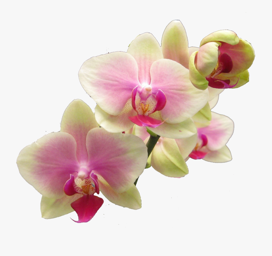Transparent Orchids Png - Png Orchid .png, Transparent Clipart