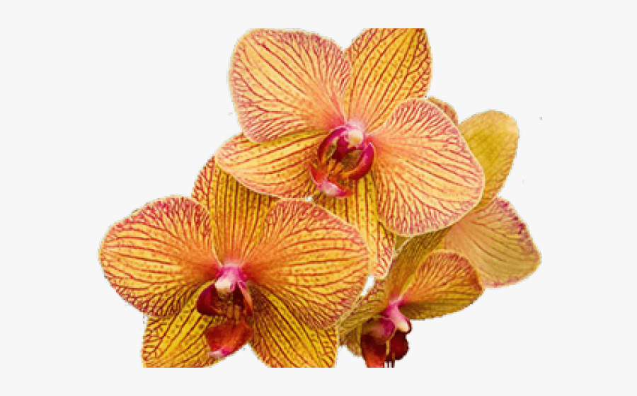Moth Orchid, Transparent Clipart