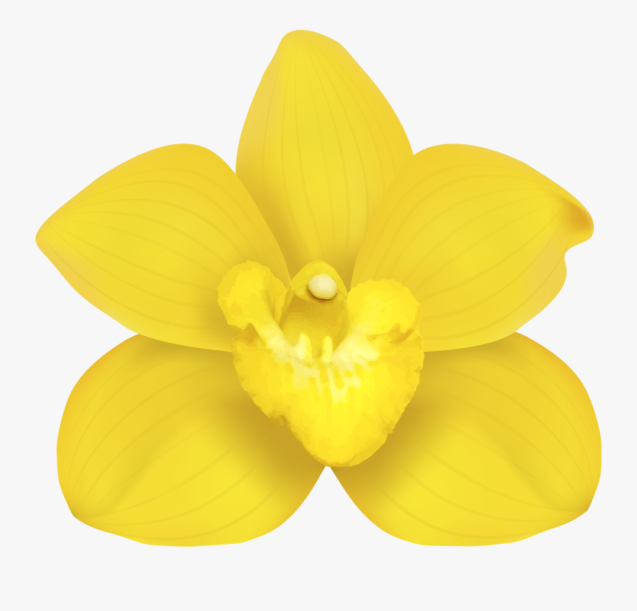 Orchid Clipart Orchid Flower, Transparent Clipart