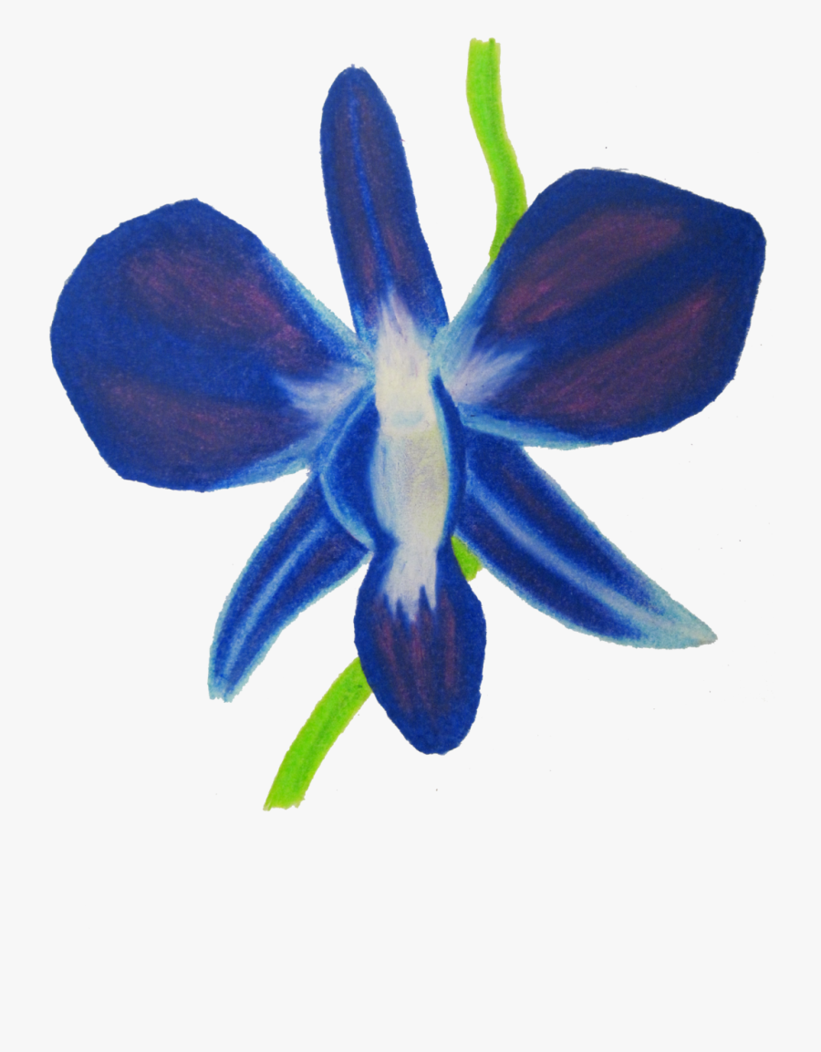 Orchid Clipart Blue Orchid - Blue Orchid Drawing, Transparent Clipart