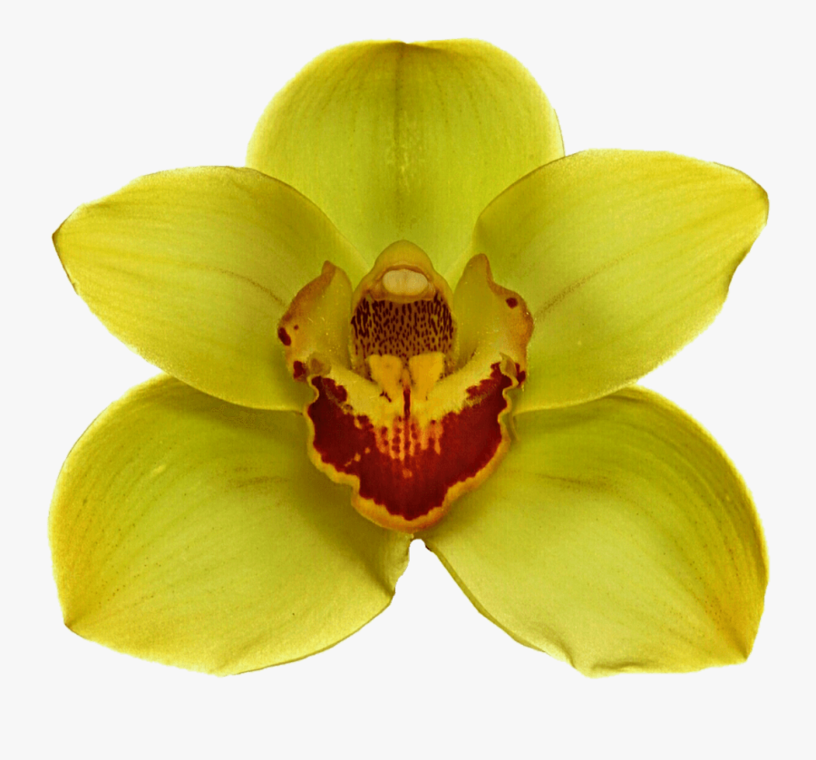 Yellow Orchid - Orquidea Amarilla Png, Transparent Clipart