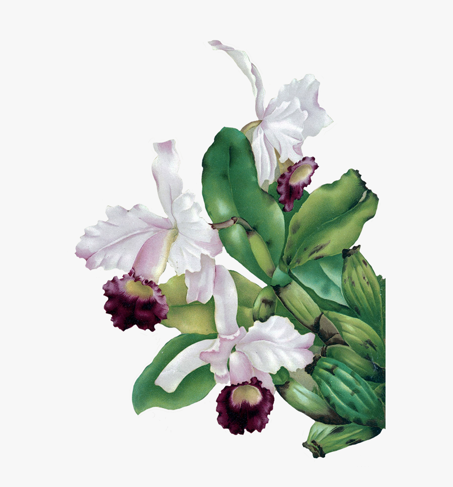 Orchid Flower Clipart - Transparent Background Flower Painting Png, Transparent Clipart