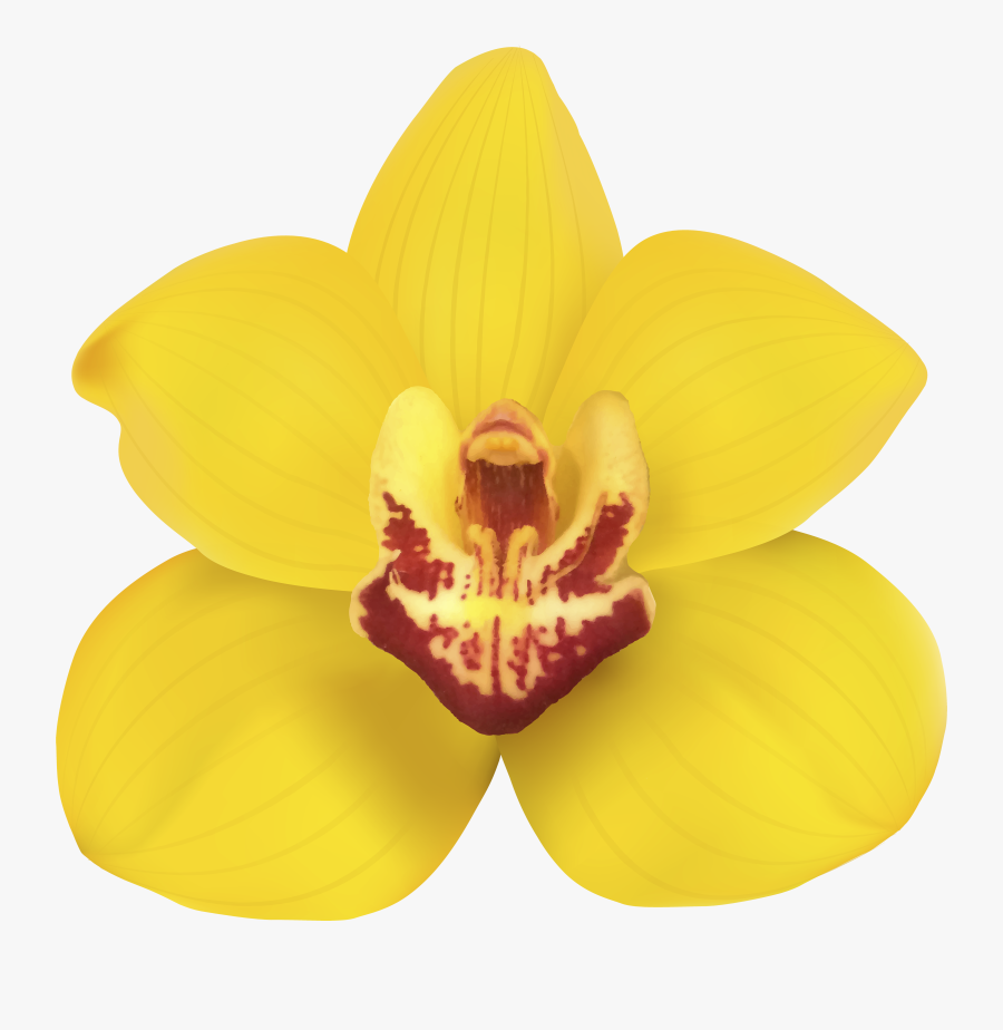 Yellow Orchid Png Clip Art - Yellow Orchid Transparent Background, Transparent Clipart