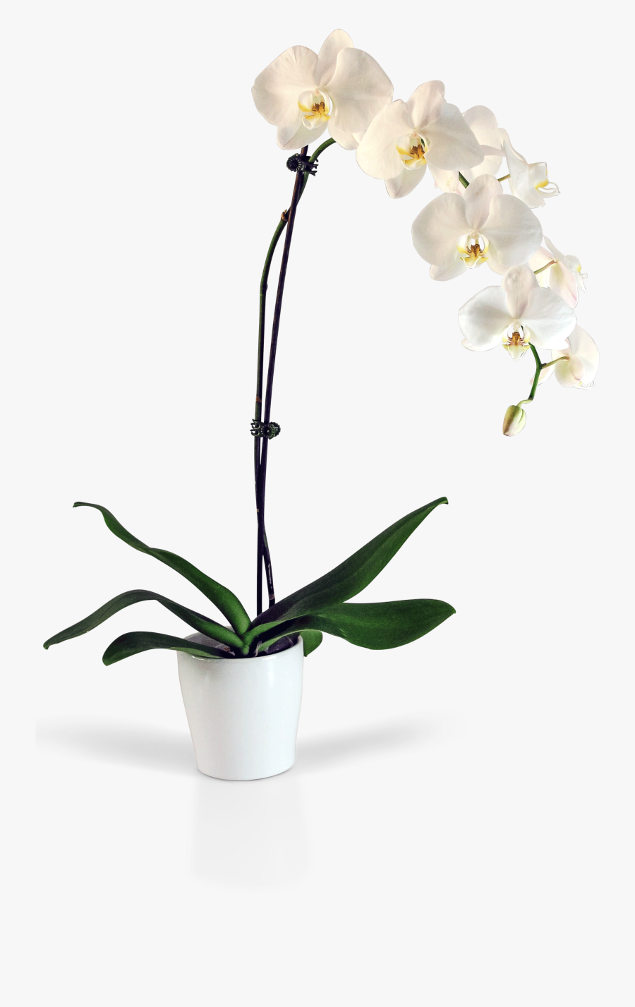 Orchid Png, Transparent Clipart