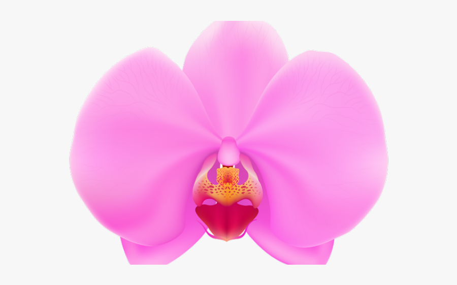 Free Clip Art Orchid, Transparent Clipart