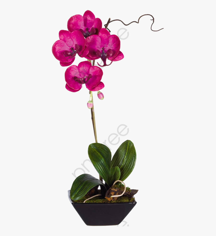 Orchid Clipart Orquideas - Орхидея В Горшке Png, Transparent Clipart