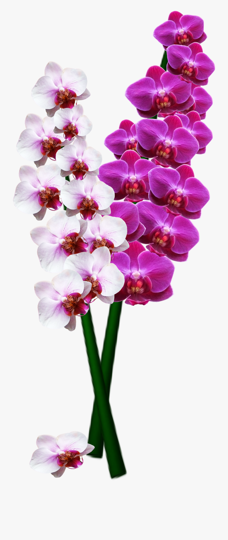 Orchid Png Image - Orchid Flower Long Png, Transparent Clipart