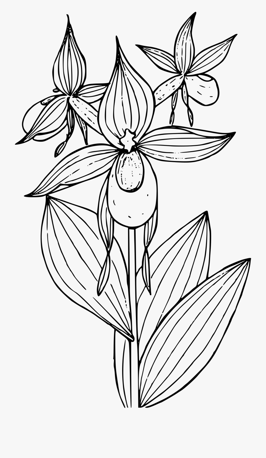 Clip Art Collection Of Free Drawing - Pink Lady Slipper Drawing, Transparent Clipart