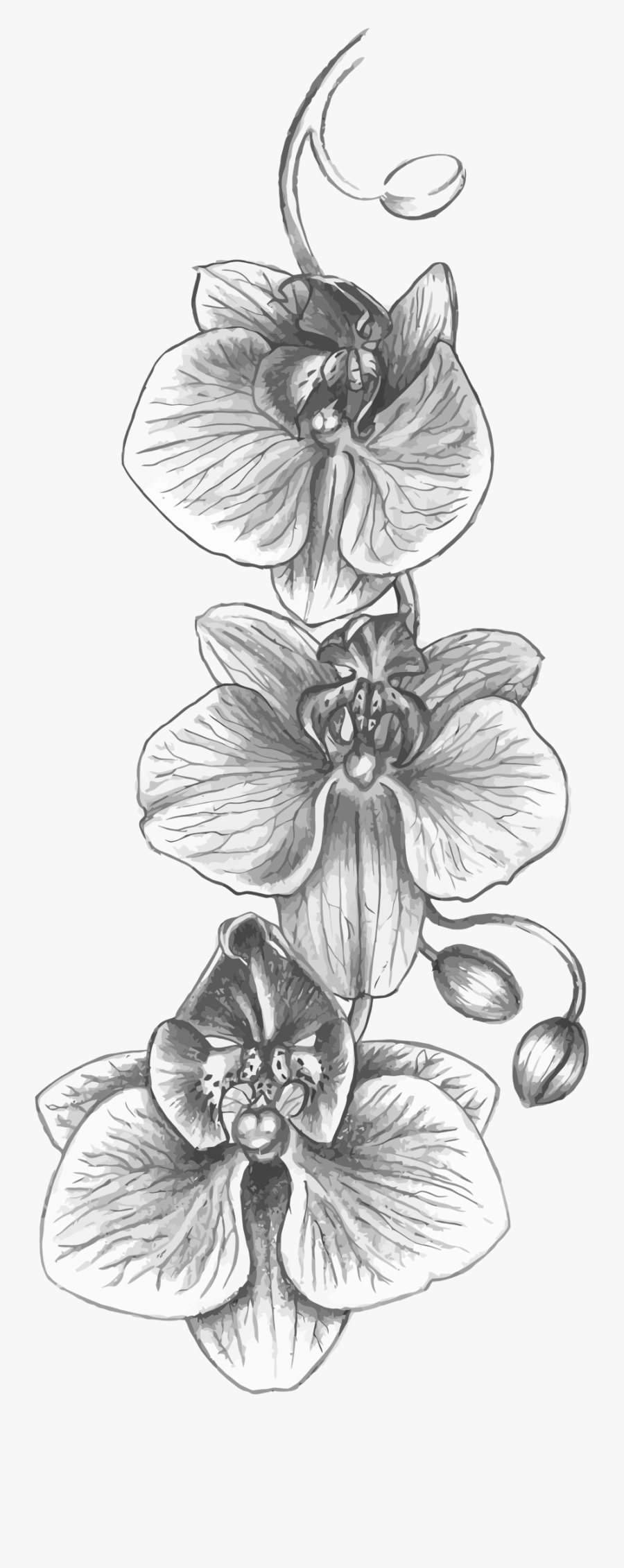 Clipart - Orchid Drawing Png, free clipart download, png, clipart , clip ar...