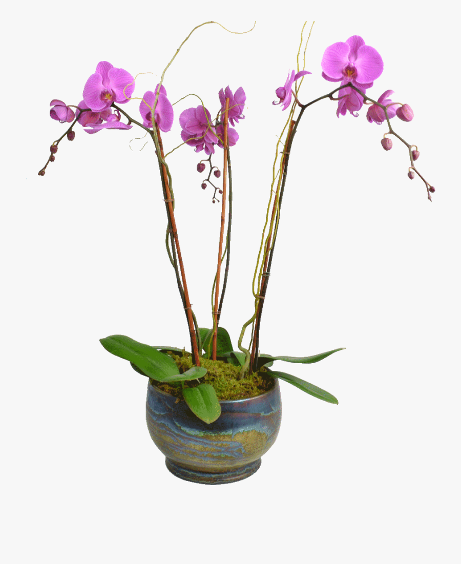 1024 X 1024 - Orchid Plant Png, Transparent Clipart