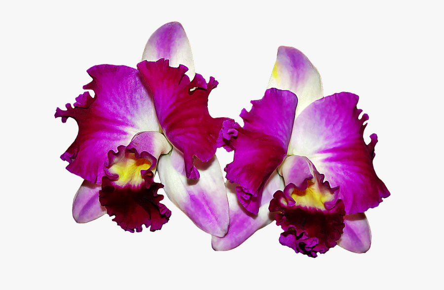 Orchids Images For Free - Imagen Orquideas En Png, Transparent Clipart