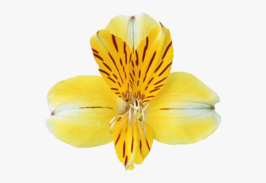 Gallery Free Clipart Picture&hellip Flowers Png Yellow - Фото, Transparent Clipart
