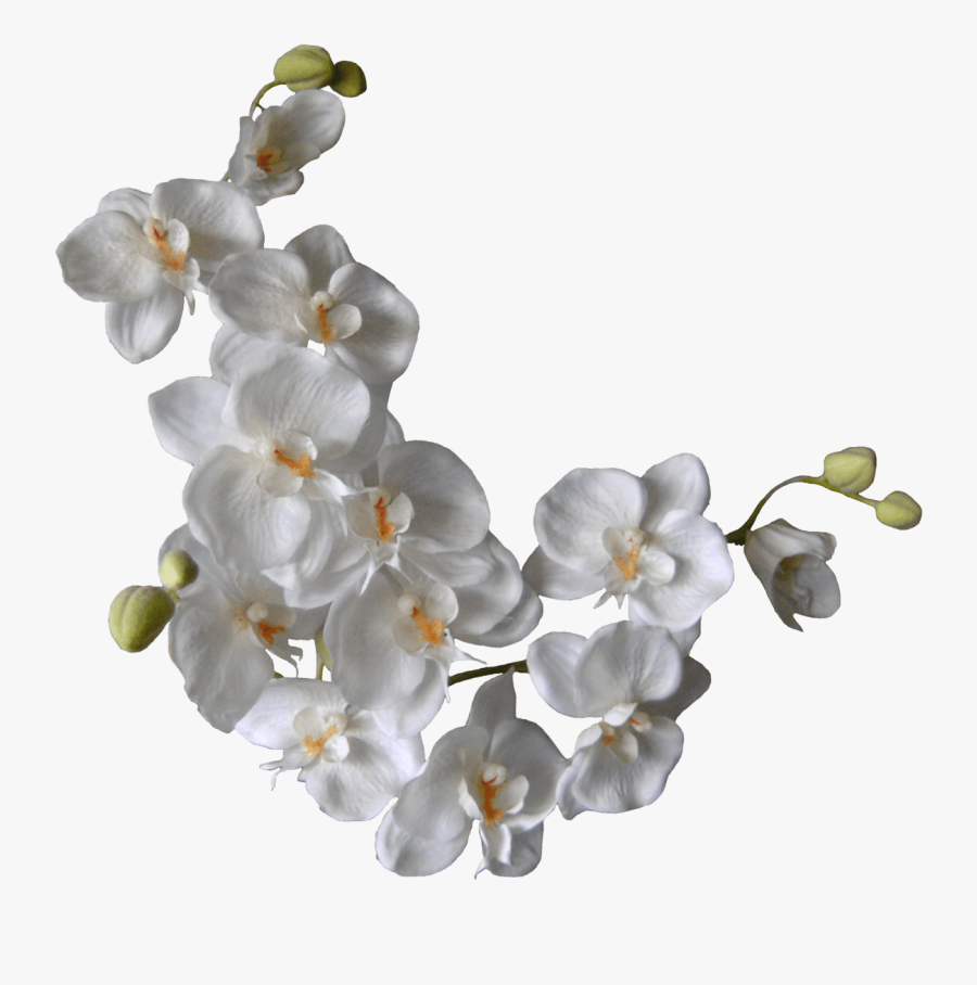 Flower White Orchids Clip Art - Orchid Png, Transparent Clipart