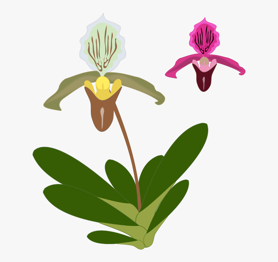 Paphiopedilum - Clip Art, Transparent Clipart