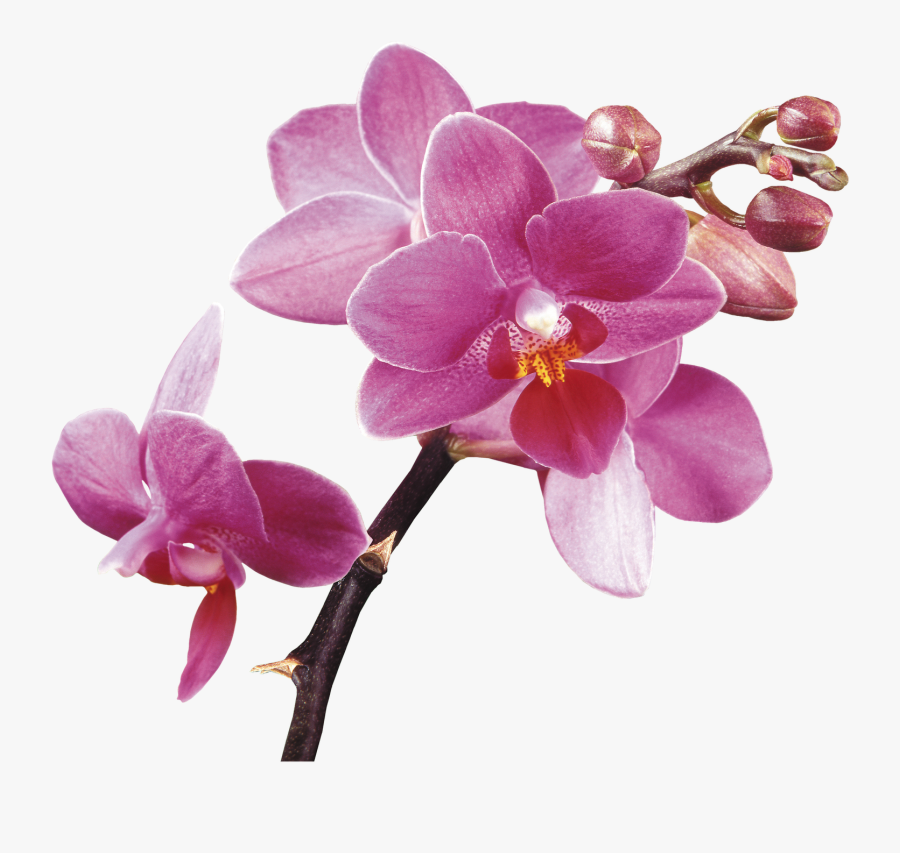 Spa Flower Orchids Free Hq Image Clipart - Orchid Spa Transparent Background, Transparent Clipart