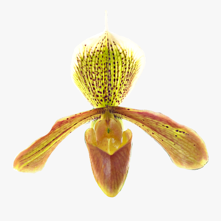 #paphiopedilum #idaleciosantos #orchid #orchids #orchideas, - Cypripedium, Transparent Clipart