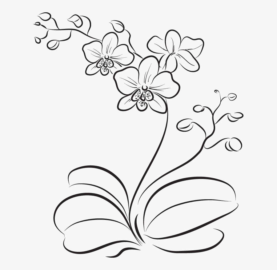 Orchid Flower Easy Drawing, Transparent Clipart