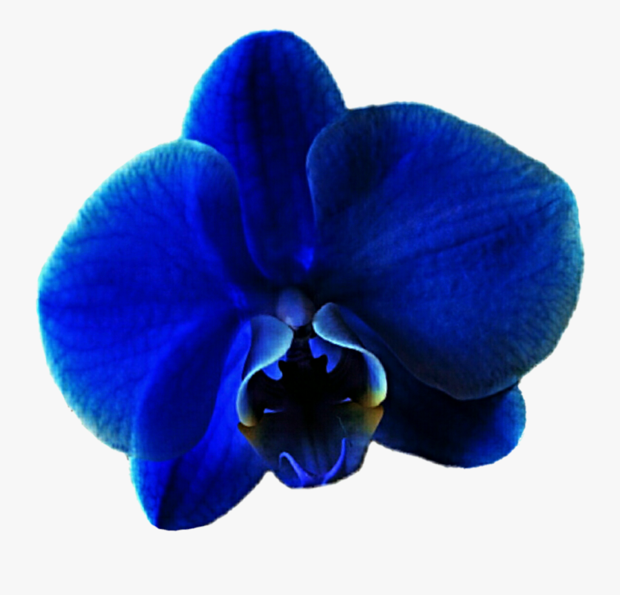 Eletragesi - Phalaenopsis Sanderiana, Transparent Clipart