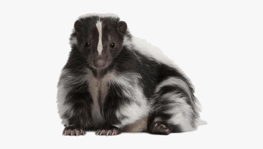 Cute Skunk - Skunk Transparent Background, Transparent Clipart