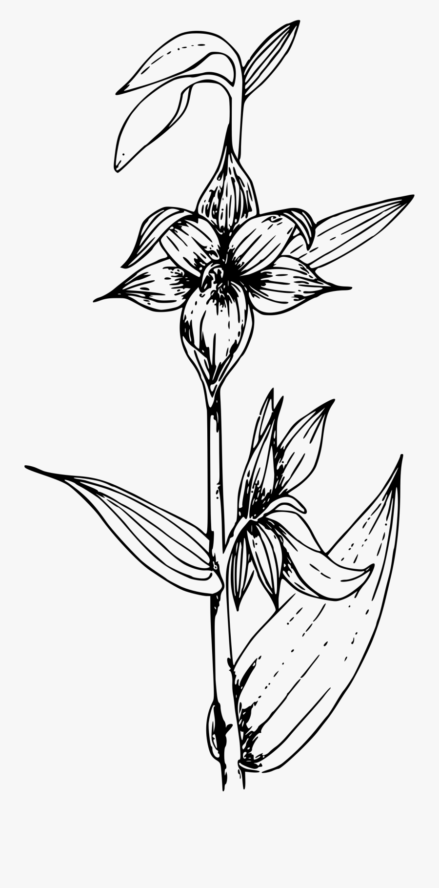 Giant Helleborine Orchid Clip Arts - Orchids Black And White Transparent, Transparent Clipart