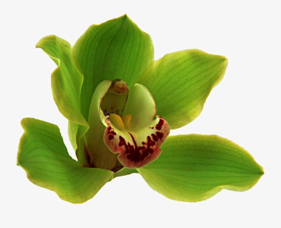 Clip Art Boat Orchid - Cypripedium, Transparent Clipart